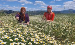 Manisa'da kadınlar kır papatyası toplamaya başladı