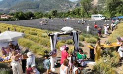 Fethiye'de lavanta bahçesinde hasat yapıldı