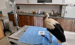 Seydikemer'de Ela Akkurt ve arkadaşları yaralı bir leylek buldu