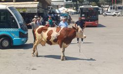 Manisa'da inek kaçtı, onlar kovaladı !