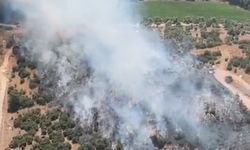 Muğla'da ziraat alanında çıkan yangın söndürüldü