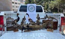 Afyonkarahisar'da hayvan tahniti bulunduran kişiye para cezası !
