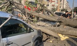 Aydın'da ağaç 2 otomobilin üzerine devrildi, araçlarda hasar oluştu