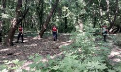 Muğla'da jandarma sığla ormanında göz açtırmıyor!