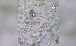 Denizli'de yiyecek arayan porsuk görüntülendi