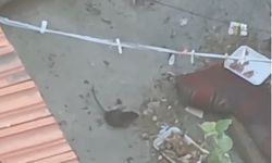 İngiltere'de orduya havale edilen kediden büyük dev fareler Uşak'ta da görüldü!