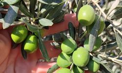 Zeytin sineğine karşı dikkat!