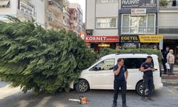 Aydın'da otomobilin üzerine ağaç devrildi!