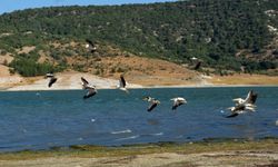 Frig Vadisi'nin yeni misafiri pelikanlar