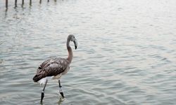İzmir Kuş Cenneti'ndeki 650 flamingo ömür boyu takip ve koruma için halkalandı