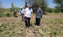 Afyonkarahisar'da doludan etkilenen tarım arazileri incelendi