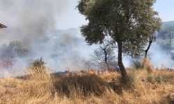 Bodrum'da zeytinlik ve otluk alandaki yangın söndürüldü