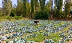 Bu yıl Uşak'ta karnabahar ve brokoli bolluğu yaşanacak
