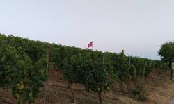 Yıllar önce, Uşak'ta da böylesine güzel üzüm bağları vardı! Kızlar bağı olmayana varmazdı!