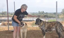 İzmir'de orman yangınlarından kurtarılan köpeklere bakılıyor