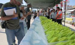 29. Kale Biber Festivali yarın başlıyor!