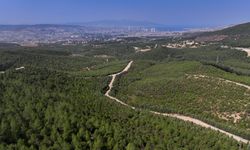 İzmir'de 16 yıl önce yanan alan yeniden ormanlaştı!