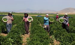 Kütahya'da "yetişmez" denilen arazide yetişen 14 ton biberi Uşaklı kadınlar topluyor!