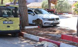 İzmir'de köpeklerden kaçarken otomobilin çarptı hayatını kaybetti
