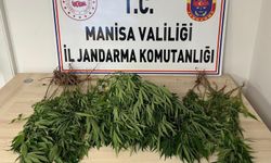 Salihli'de yasaklı maddeden 1 kişi tutuklandı