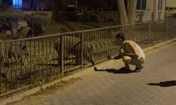 Marmaris'te yaban domuzları kent merkezine indi!