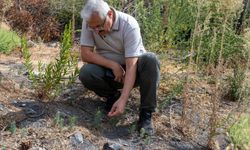İzmir Yamanlar'da yanan ormanlık alanda ağaçlandırılıyor
