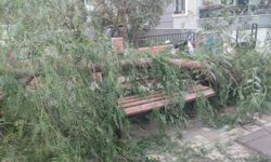 İzmir'de ağacın devrildi 2 kişi yaralandı
