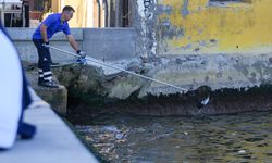 İzmir'de balık ölümleri sürüyor
