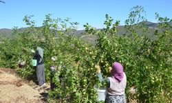 Manisa'da hünnap mesaisi başladı