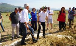 Ula'da tescillenen Gökova susamı hasat ediliyor