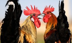 Denizli horozunun ırkı Konya'daki enstitüde korunuyor