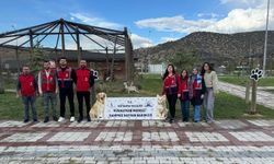 Kütahya'da  sahipsiz hayvanlara mama desteği