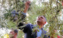 İzmir'de zeytin hasat şenliği düzenlendi