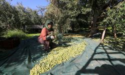 Zeytin "yok yılı"nda Manisa'da kalitesiyle sevindirdi