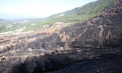 Denizli ve Uşak'ta 20 yılda 306 milyon fidan toprakla buluşturuldu