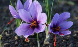 Afyon'da tıbbi ilaç için üretilen safran hasadı edildi