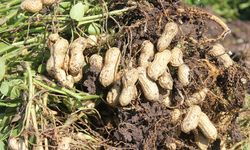 İzmir'de öğrencilerden yer fıstığı hasatı