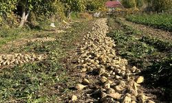 Uşak Göğem köyünde pancar hasadı devam ediyor