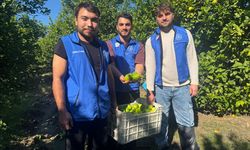 Muğla'da gençlerden narenciye toplayan işçilere destek