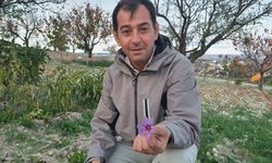 Demirci'de safran üretimini deniyorlar