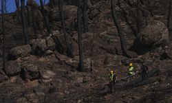 Yanan orman alanları temizleniyor