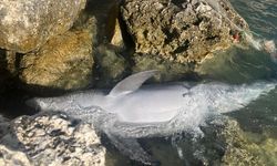 İzmir'de yunus balığı karaya vurdu