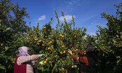 Satsuma mandalinası İzmir'i sevdi