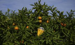 Meyve sineği tuzakları mandalinada ilaç kullanımını yüzde 30 azalttı!