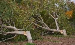 İzmir'de 20 yıllık ceviz ağaçlarını kesilmiş halde buldular jandarmaya gittiler