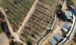 Muğla'da tıbbi ve aromatik bitkilerin üretim alanı 10 yılda 6 bin dekara yükseldi