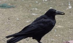 Sakarya Gölya Tabiat Parkı'ndaki karga türleri insana olan yakınlığıyla biliniyor