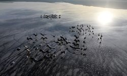 Tuzla Palas Gölünde kuş türlerinin sayısında artış