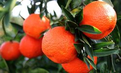 Türkiye'nin 10 aylık mandalina ihracatı 375 milyon dolar!