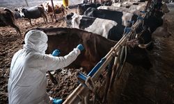 Denizli'de şapa karşı mücadele sürüyor!